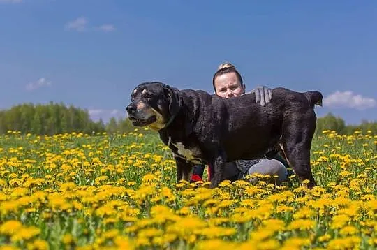 Ares, kochający człowieka, lubiący inne psy mix RO