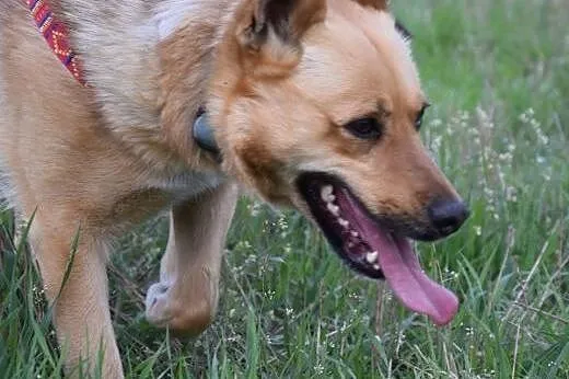Astra bardzo poleca się do adopcji,  mazowieckie Warszawa