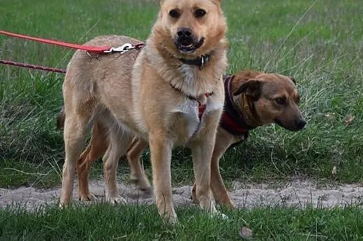 Astra bardzo poleca się do adopcji,  mazowieckie Warszawa, Mazowieckie, Warszawa