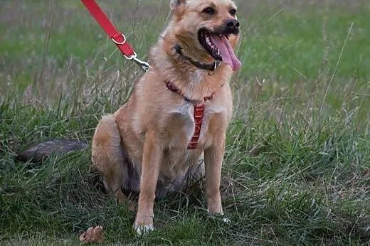 Astra bardzo poleca się do adopcji,  mazowieckie Warszawa, Mazowieckie, Warszawa
