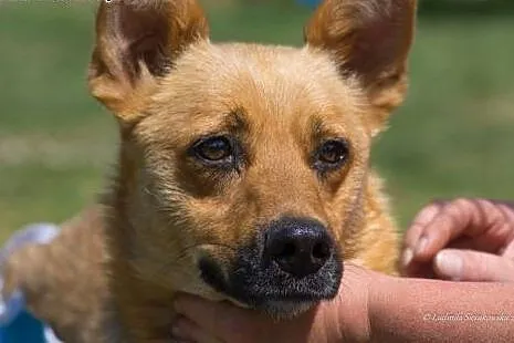 Astra bardzo poleca się do adopcji,  mazowieckie Warszawa, Mazowieckie, Warszawa