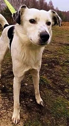 ŁACIO - kochany, łagodny psiak nie odnajduje się w schronisku, PILNA ADOPCJA, mazowieckie Warszawa, Mazowieckie, Warszawa
