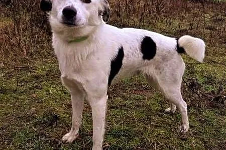 ŁACIO - kochany, łagodny psiak nie odnajduje się w schronisku, PILNA ADOPCJA,  mazowieckie Warszawa, Mazowieckie, Warszawa