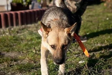 Płonek, fajny, średniej wielkości, wilczkowaty psiak SZUKA DOMU! ,  łódzkie Łódź