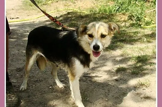 Mała 10 kg suczka ZULA,przytulaśna,łagodna,przyjazna_Adopcja_