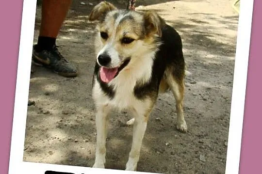 Mała 10 kg suczka ZULA,przytulaśna,łagodna,przyjaz