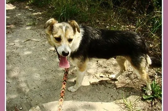 Mała 10 kg suczka ZULA,przytulaśna,łagodna,przyjaz