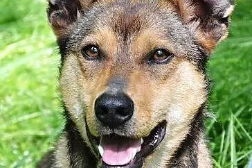 ROKO &#8211; podaruj mu dom,  śląskie Sosnowie