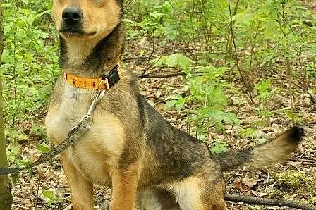 ROKO &#8211; podaruj mu dom,  śląskie Sosnowie