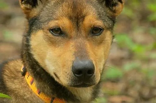 ROKO &#8211; podaruj mu dom,  śląskie Sosnowie
