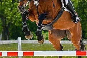 Klacz do sportu, , 