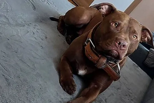 American Pit Bull Terrier