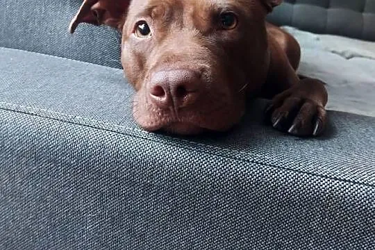 American Pit Bull Terrier, Śląskie, Katowice