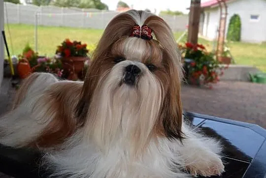 SHIH-TZU szczeniaczki z rodowodem FCI - ZKwP