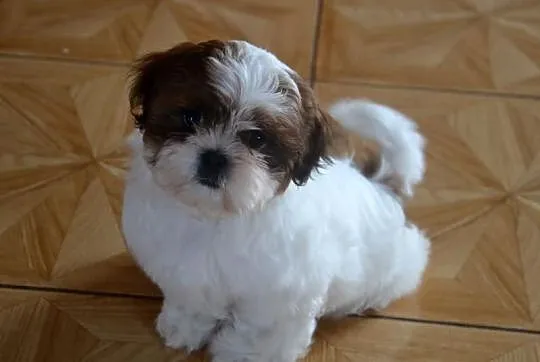 SHIH-TZU szczeniaczki z rodowodem FCI - ZKwP