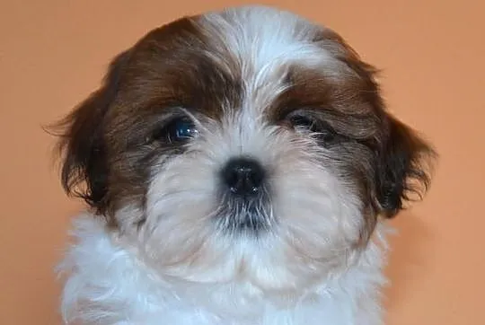 SHIH-TZU szczeniaczki z rodowodem FCI - ZKwP