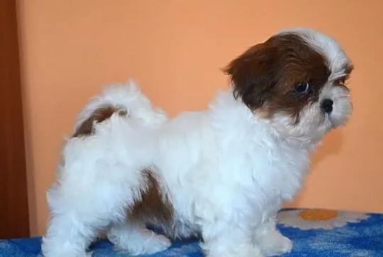 SHIH-TZU szczeniaczki z rodowodem FCI - ZKwP