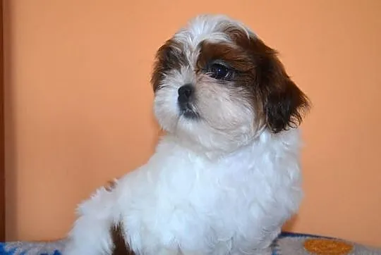 SHIH-TZU szczeniaczki z rodowodem FCI - ZKwP