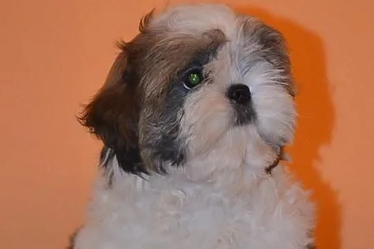 SHIH-TZU szczeniaczki z rodowodem FCI - ZKwP