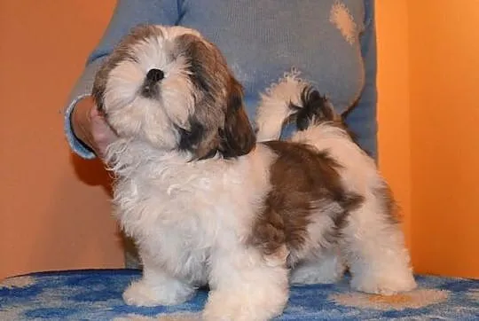 SHIH-TZU szczeniaczki z rodowodem FCI - ZKwP