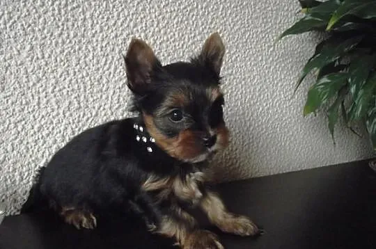 York Yorki śliczne maluszki