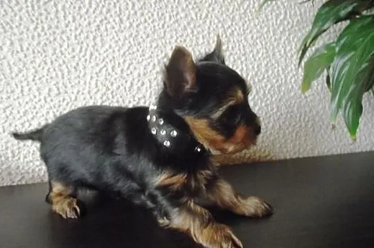 York Yorki śliczne maluszki
