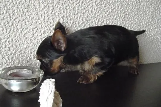 York Yorki śliczne maluszki