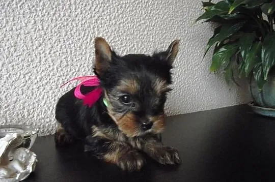 York Yorki śliczne maluszki
