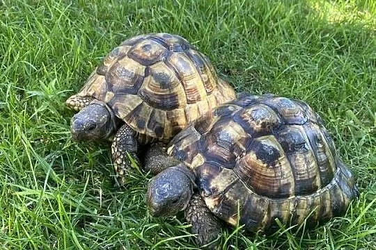 2 żółwie greckie lądowe z rodowodami + terrarium 120x40x40, Małopolskie, Libiąż