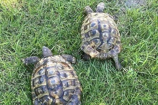 2 żółwie greckie lądowe z rodowodami + terrarium 120x40x40, Małopolskie, Libiąż