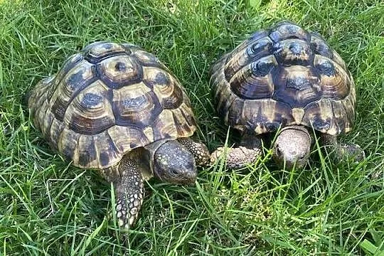 2 żółwie greckie lądowe z rodowodami + terrarium 120x40x40, Małopolskie, Libiąż
