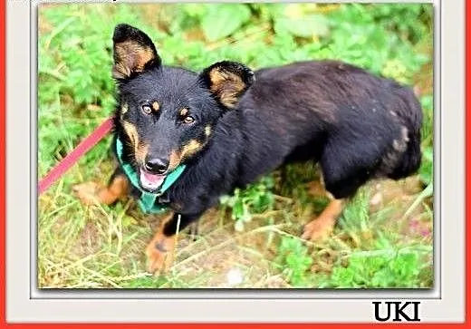 Młody,niewielki,wesoły,łagodny,przyjazny,szczepiony psiak UKI.Adopcja., dolnośląskie Wrocław,