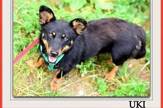 Młody,niewielki,wesoły,łagodny,przyjazny,szczepiony psiak UKI.Adopcja.,  dolnośląskie Wrocław, 