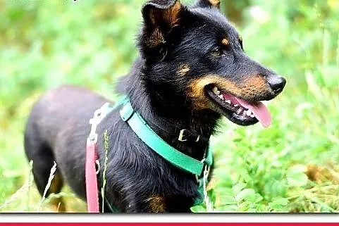Młody,niewielki,wesoły,łagodny,przyjazny,szczepiony psiak UKI.Adopcja.,  dolnośląskie Wrocław, 