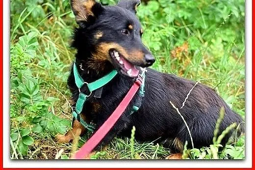 Młody,niewielki,wesoły,łagodny,przyjazny,szczepiony psiak UKI.Adopcja.,  dolnośląskie Wrocław, 