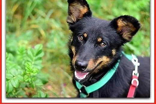 Młody,niewielki,wesoły,łagodny,przyjazny,szczepiony psiak UKI.Adopcja.,  dolnośląskie Wrocław, 
