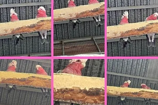 Sprzedam Kakadu Różowe, Małopolskie, Małe Ciche