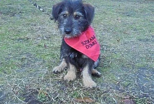 Bajtuś roczny mega przyjazny piesek marzy o kochaj