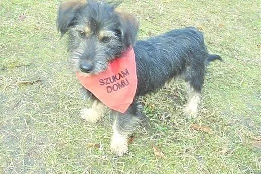 Bajtuś roczny mega przyjazny piesek marzy o kochaj