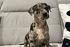 Amstaff Merle