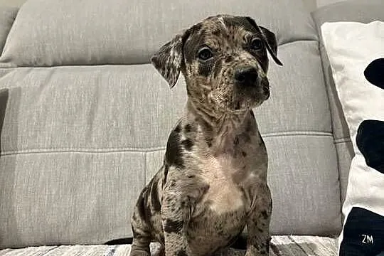Amstaff Merle