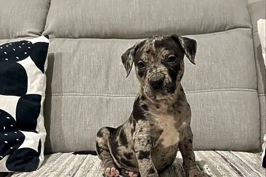 Amstaff Merle, Wielkopolskie, Grodzisk Wielkopolski