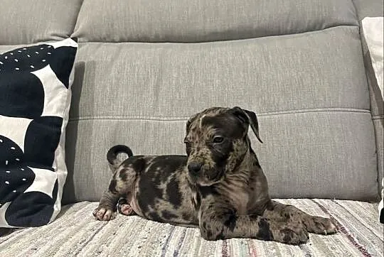 Amstaff Merle, Wielkopolskie, Grodzisk Wielkopolski