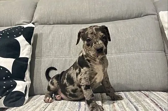 Amstaff Merle, Wielkopolskie, Grodzisk Wielkopolski