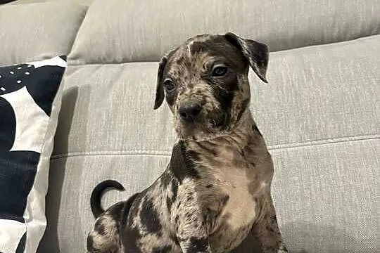 Amstaff Merle, Wielkopolskie, Grodzisk Wielkopolski