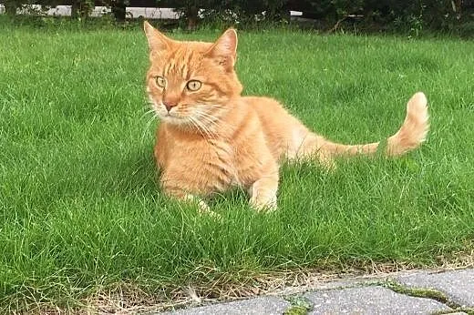 Piękny Rudy Kot szuka domu z ogrodem,  mazowieckie