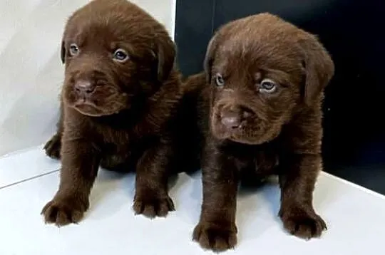 Labrador Retriever Czekoladowe