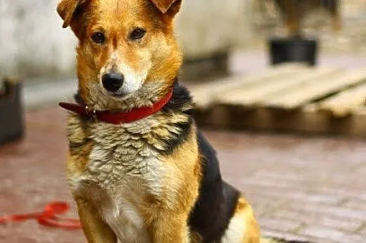 Mały,cichy, delikatny Liptuś szuka domu.ADOPTUJ !,