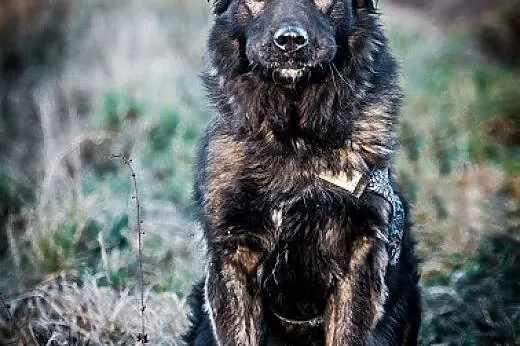 DARMA - cudowna i ZRÓWNOWAŻONA  suczka  37 kg   MI