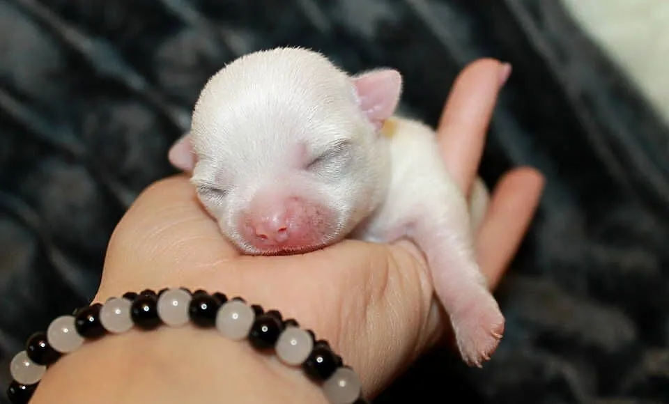 Chihuahua biały krótkowłosy chłopiec ZKwP FCI, Zachodniopomorskie, Świnoujście